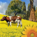 biodiesel gas